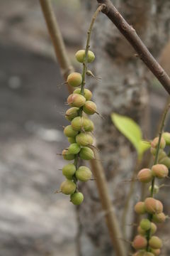 صورة Alchornea cordifolia (Schumach. & Thonn.) Müll. Arg.