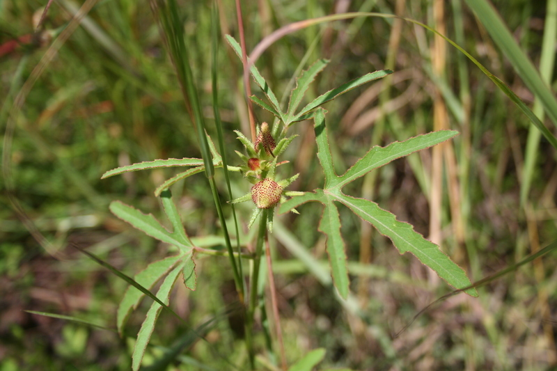 Image of Hibiscus scotellii E. G. Baker