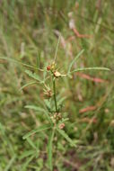 Image of Hibiscus scotellii E. G. Baker