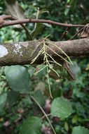 Слика од Alchornea cordifolia (Schumach. & Thonn.) Müll. Arg.