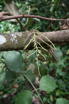 Image of Alchornea cordifolia (Schumach. & Thonn.) Müll. Arg.