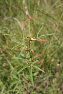 Image of Hibiscus scotellii E. G. Baker