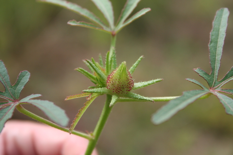 Image of Hibiscus scotellii E. G. Baker