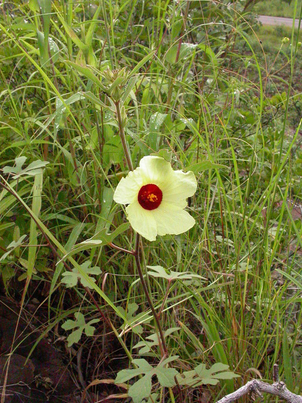 Image of Hibiscus scotellii E. G. Baker