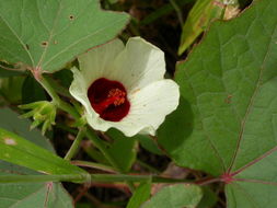 Image of Hibiscus scotellii E. G. Baker