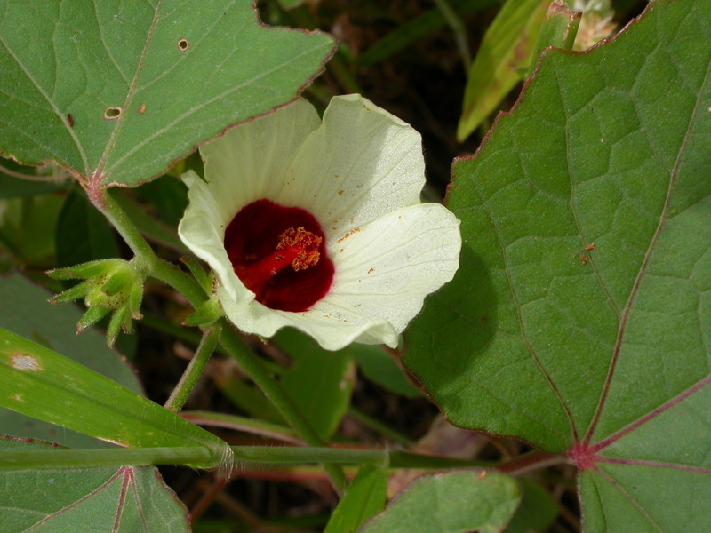 Image of Hibiscus scotellii E. G. Baker