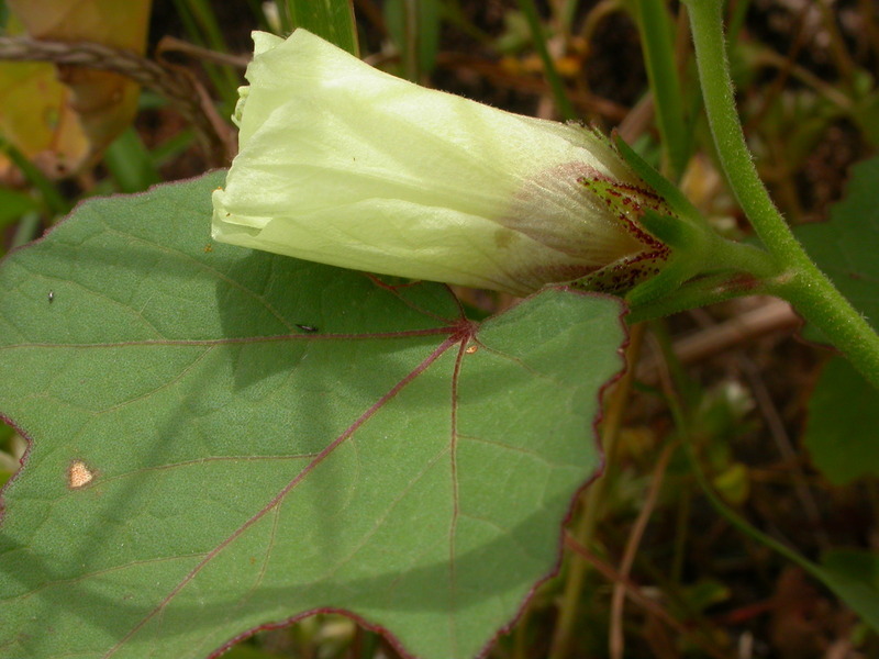 Image of Hibiscus scotellii E. G. Baker