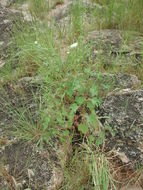 Image of Hibiscus scotellii E. G. Baker