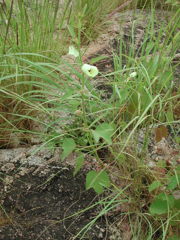 Image of Hibiscus scotellii E. G. Baker