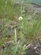 Image of Hibiscus scotellii E. G. Baker