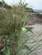 Image of Hibiscus scotellii E. G. Baker