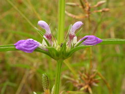 Image of <i>Hygrophila auriculata</i>