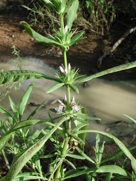 Image of <i>Hygrophila auriculata</i>