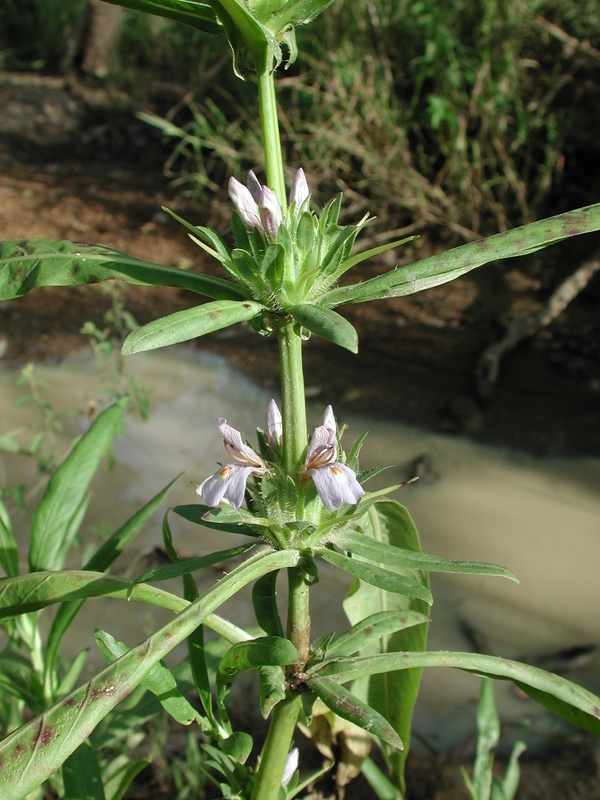 Image of <i>Hygrophila auriculata</i>