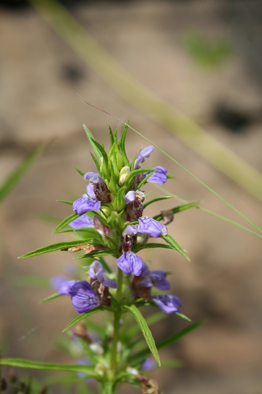 Image of <i>Hygrophila senegalensis</i> (Nees) T. Anderson