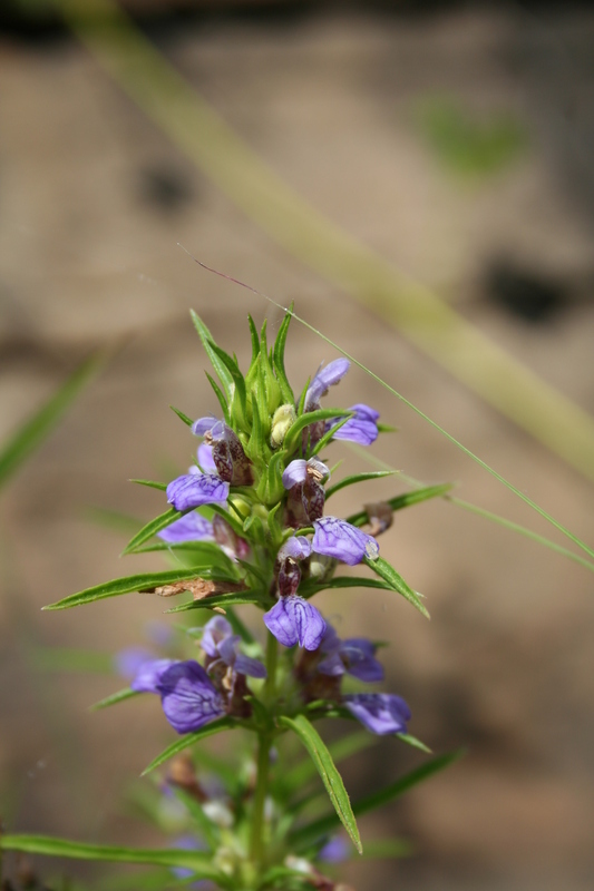 Image of <i>Hygrophila senegalensis</i> (Nees) T. Anderson