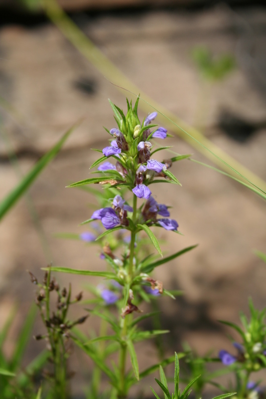 Image of <i>Hygrophila senegalensis</i> (Nees) T. Anderson