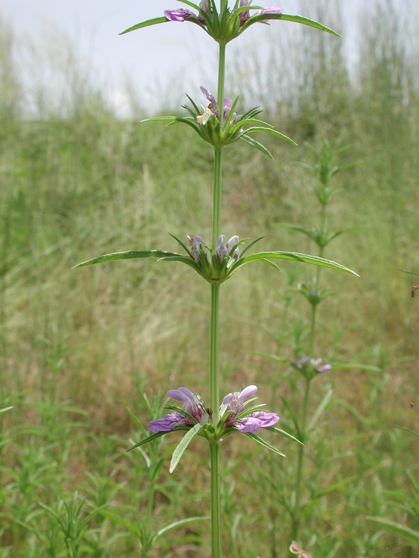 Image of <i>Hygrophila senegalensis</i> (Nees) T. Anderson