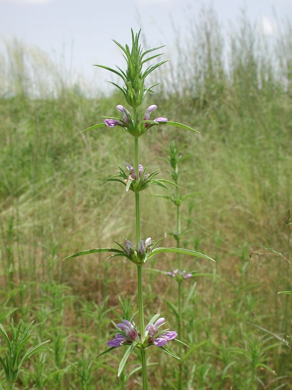 Image of <i>Hygrophila senegalensis</i> (Nees) T. Anderson