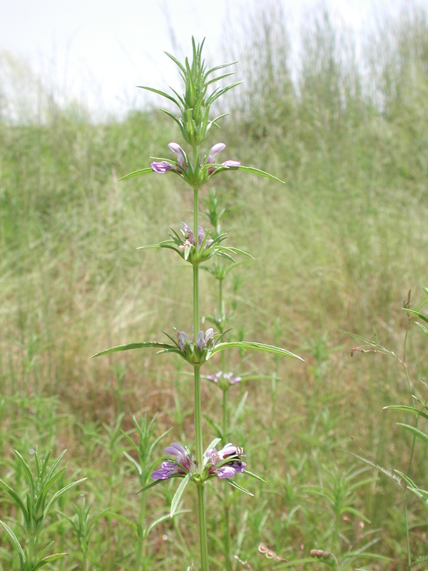 Image of <i>Hygrophila senegalensis</i> (Nees) T. Anderson