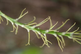 Слика од Alchornea cordifolia (Schumach. & Thonn.) Müll. Arg.