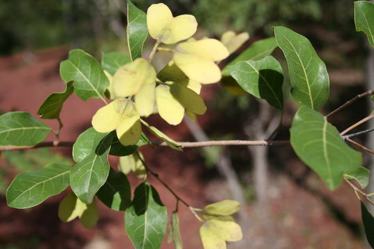 Image of Hymenocardia acida Tul.