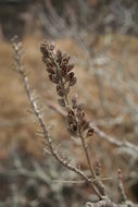 Sivun Hymenodictyon floribundum (Hochst. & Steud.) B. L. Rob. kuva