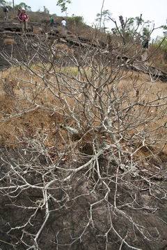 Image of Fire bush