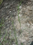 Image of Hyparrhenia diplandra (Hack.) Stapf