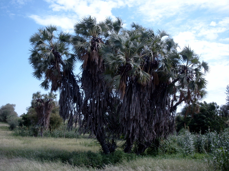 Image of Doum Palm