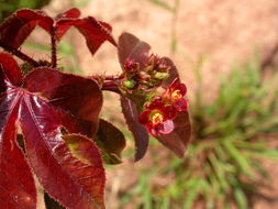 Plancia ëd Jatropha gossypiifolia L.