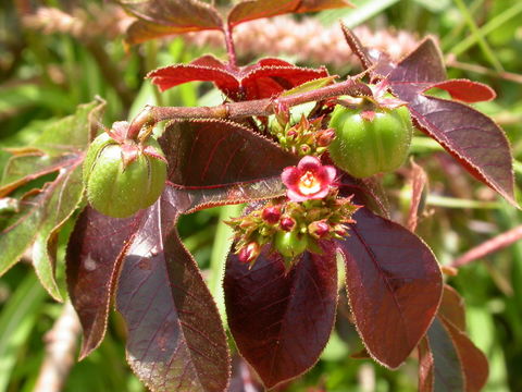 Image of bellyache bush