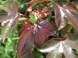 Plancia ëd Jatropha gossypiifolia L.