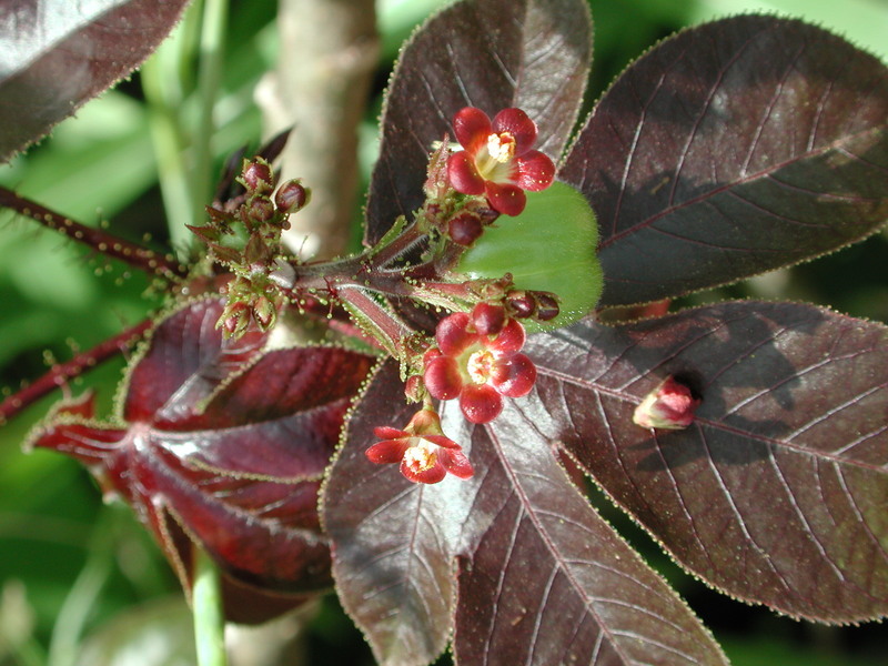 Plancia ëd Jatropha gossypiifolia L.