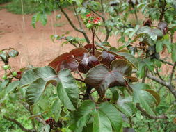 Plancia ëd Jatropha gossypiifolia L.