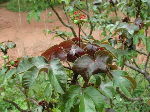 Image of bellyache bush