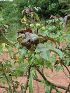 Image of bellyache bush