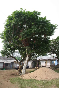 Plancia ëd Kigelia africana (Lamarck) Benth.