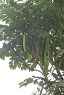 Image of sausage tree