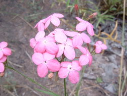 Image of Kohautia grandiflora DC.