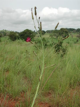 Image of Lactuca inermis Forsk.