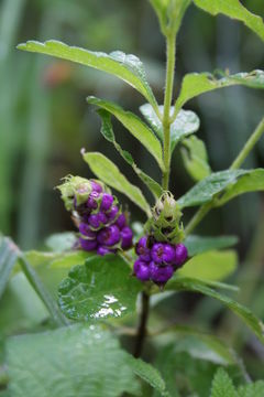 Plancia ëd Lantana ukambensis (Vatke) Verdc.