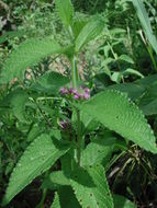 Plancia ëd Lantana ukambensis (Vatke) Verdc.