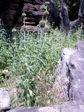 Leonotis nepetifolia (L.) R. Br. resmi