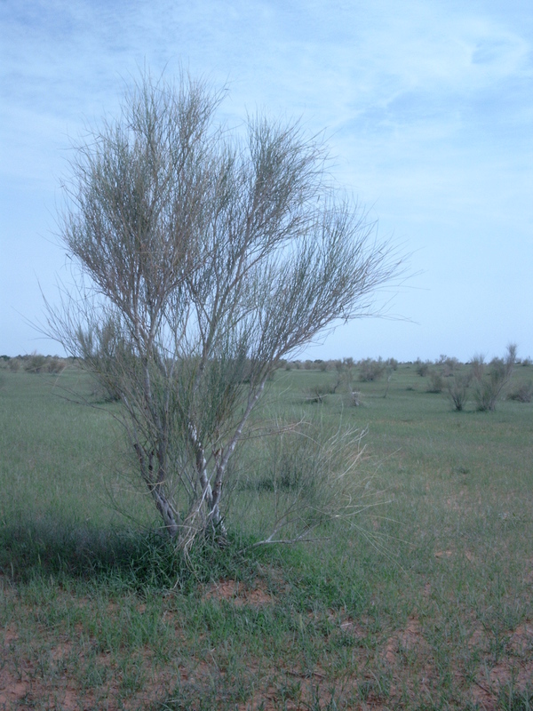 Imagem de Leptadenia pyrotechnica (Forsk.) Decne.