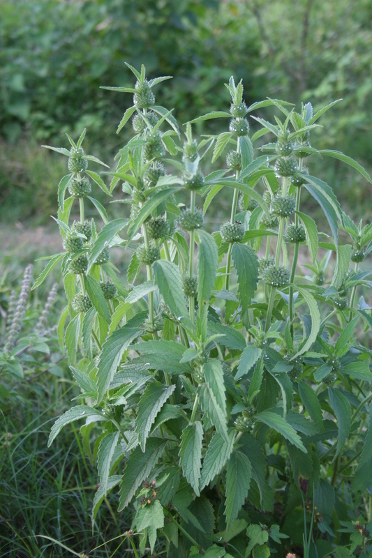 Leucas martinicensis (Jacq.) R. Br. resmi