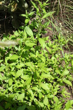 Image de Ludwigia erecta (L.) Hara