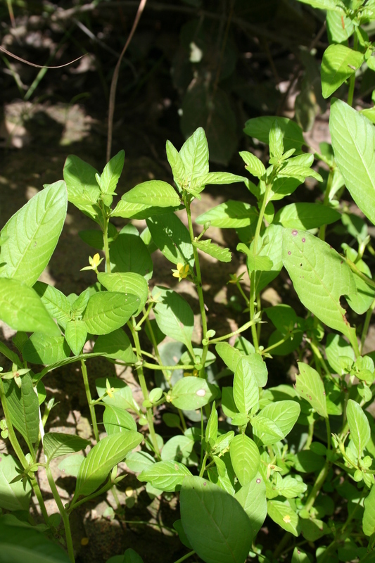 صورة Ludwigia erecta (L.) Hara