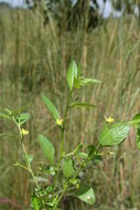 Plancia ëd Ludwigia erecta (L.) Hara