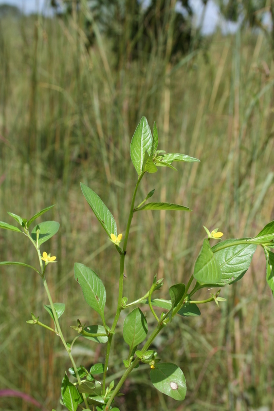 Слика од Ludwigia erecta (L.) Hara